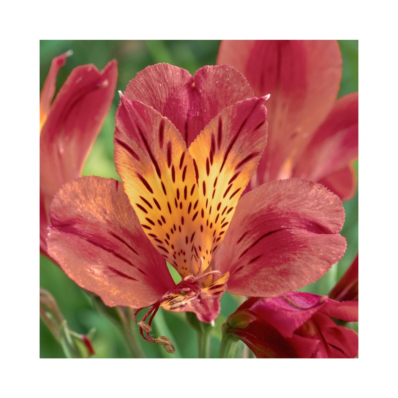 Alstroemeria  Duchess Diane|1 Established 9cm Plant