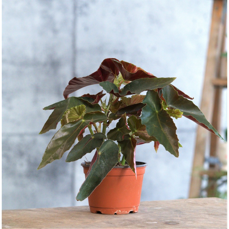 Angel Wing Begonia|Small 3-4″|Medium 5-6″|Large 8-10″
