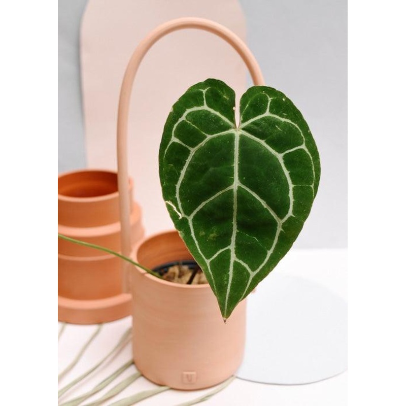 Anthurium Magnificum Baby