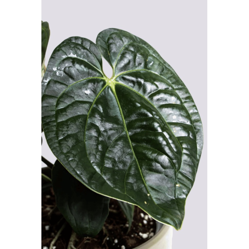 Anthurium Regale X Luxurians by Plant Circle  Small, Approx. 15.0cm height by Plant Circle  10.5cm Pot
