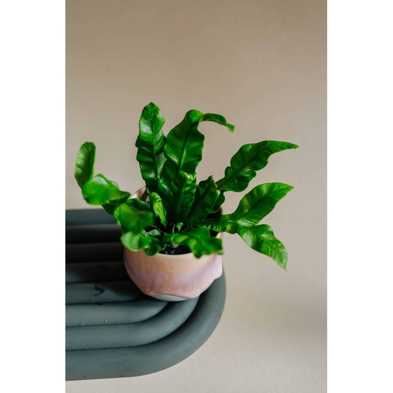 Asplenium nidus ‘Crispy Wave’ Baby