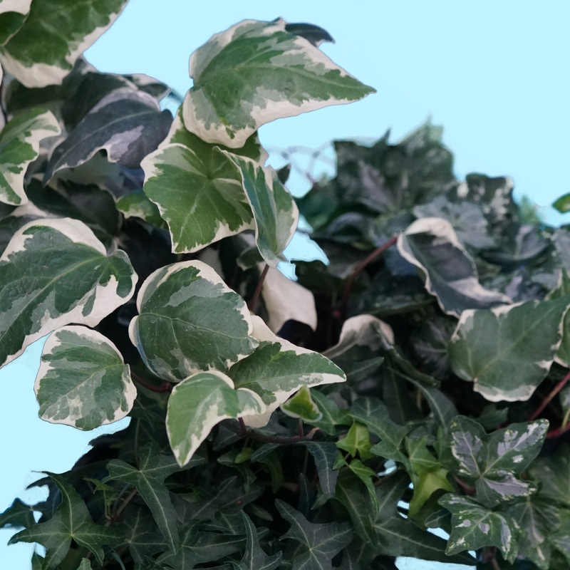 Assorted Ivy|Small 3-4|Medium 5-6″|Large 8-10″
