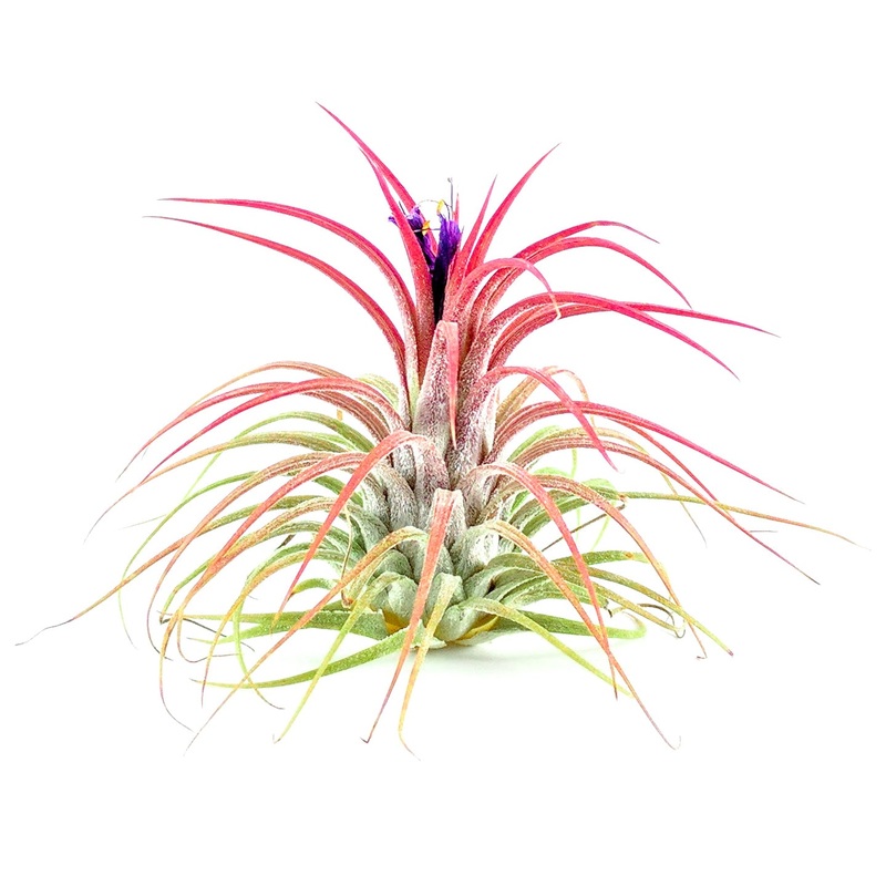 Blooming Ionantha|Mini|Small|Medium