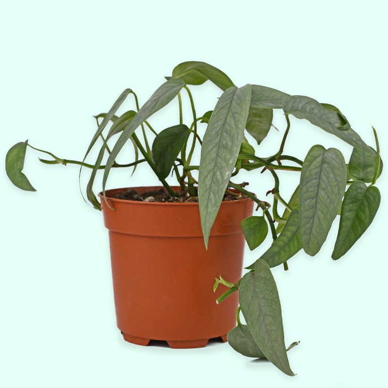 Cebu Blue Pothos|Small 3-4″