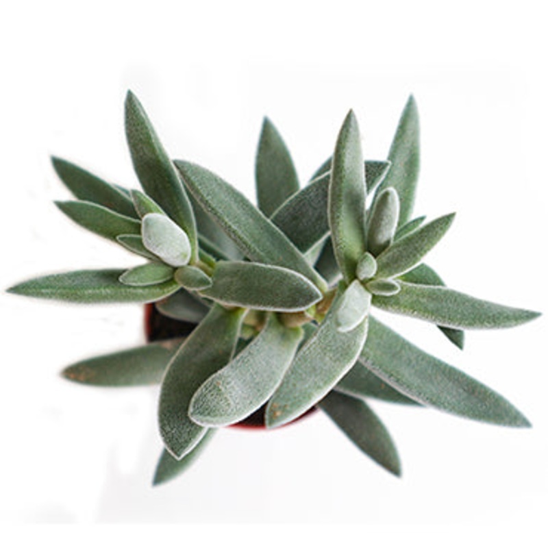 Crassula Mesembryanthemoides|Small|Large|Jumbo
