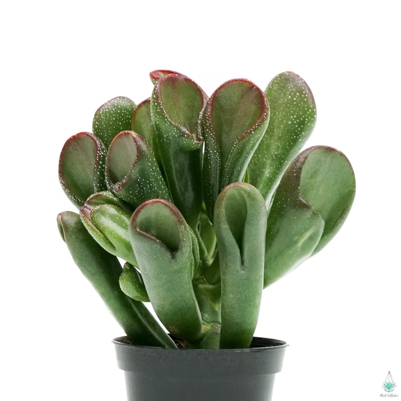 Crassula Ogre Ears|Small|Large|Jumbo