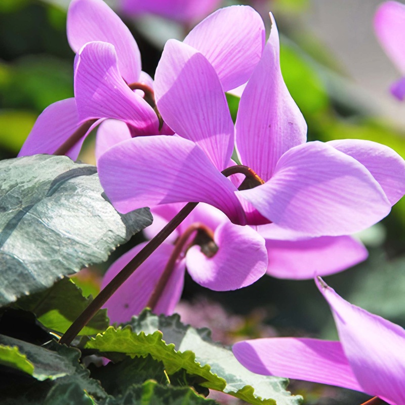 Cyclamen cilicium|3 Bulbs|6 Bulbs