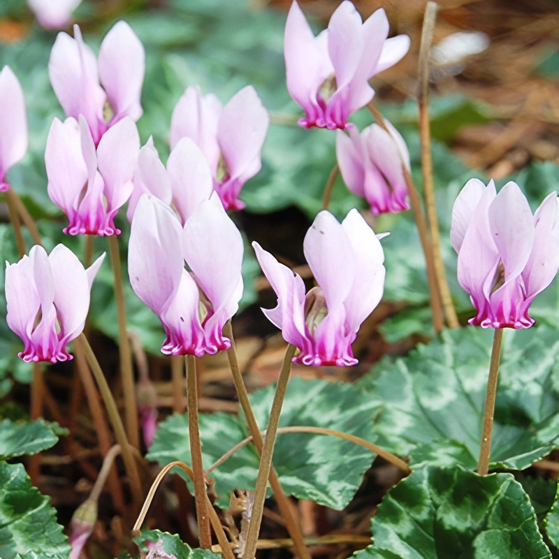 Cyclamen hederifolium|3 Bulbs|6 Bulbs