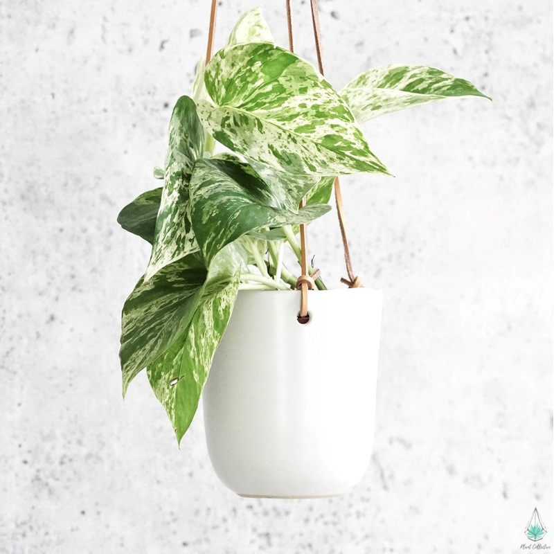 Doni Hanging Planter|4″x4.5″|4.75″x5″