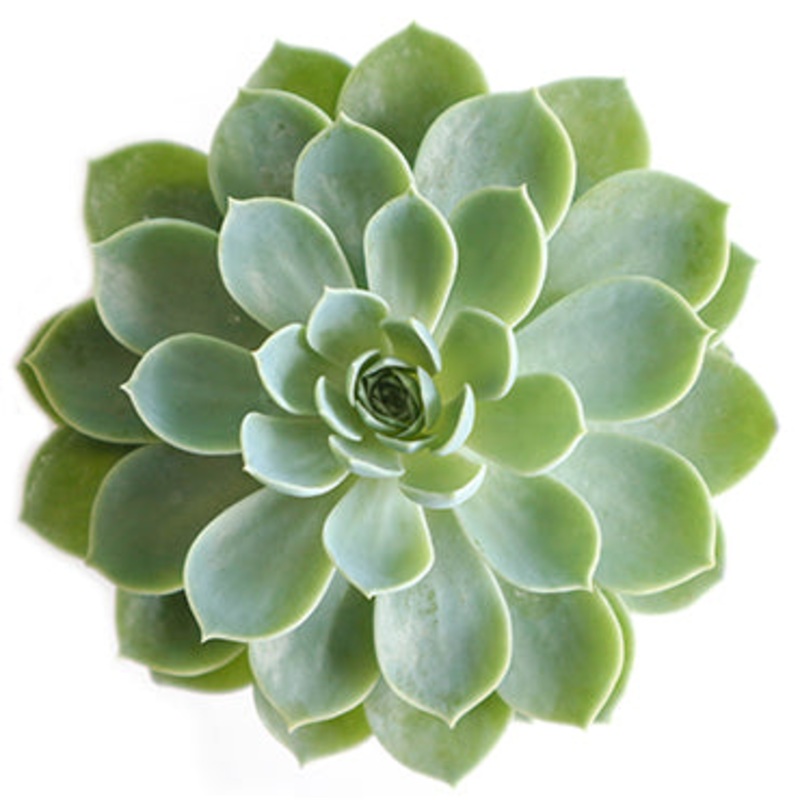 Echeveria Blue Atoll|Small|Large|Jumbo