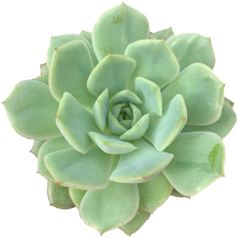 Echeveria California Queen|Small|Large|Jumbo