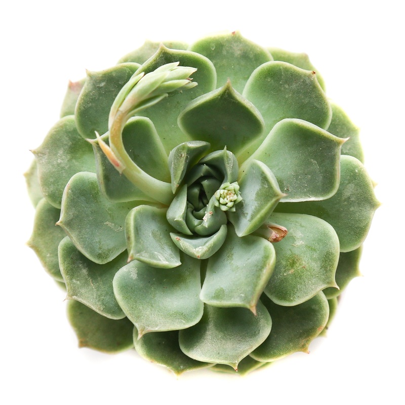 Echeveria Lime n’ Chili|Small|Large|Jumbo