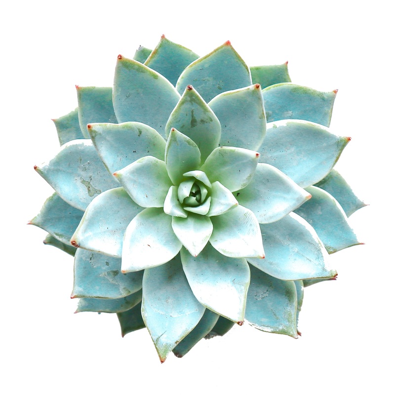 Echeveria Morning Beauty|Small|Large|Jumbo