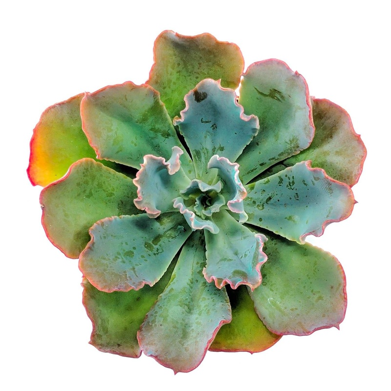 Echeveria Neon Breakers|Small|Large|Jumbo