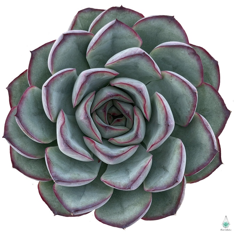 Echeveria Pelusida Purple|Small 1.5-2.5″|Large 3 – 4″|Jumbo 4.5″+