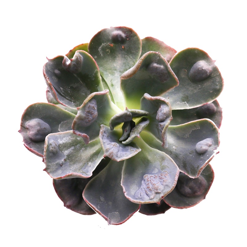 Echeveria Raindrops|Small|Large|Jumbo