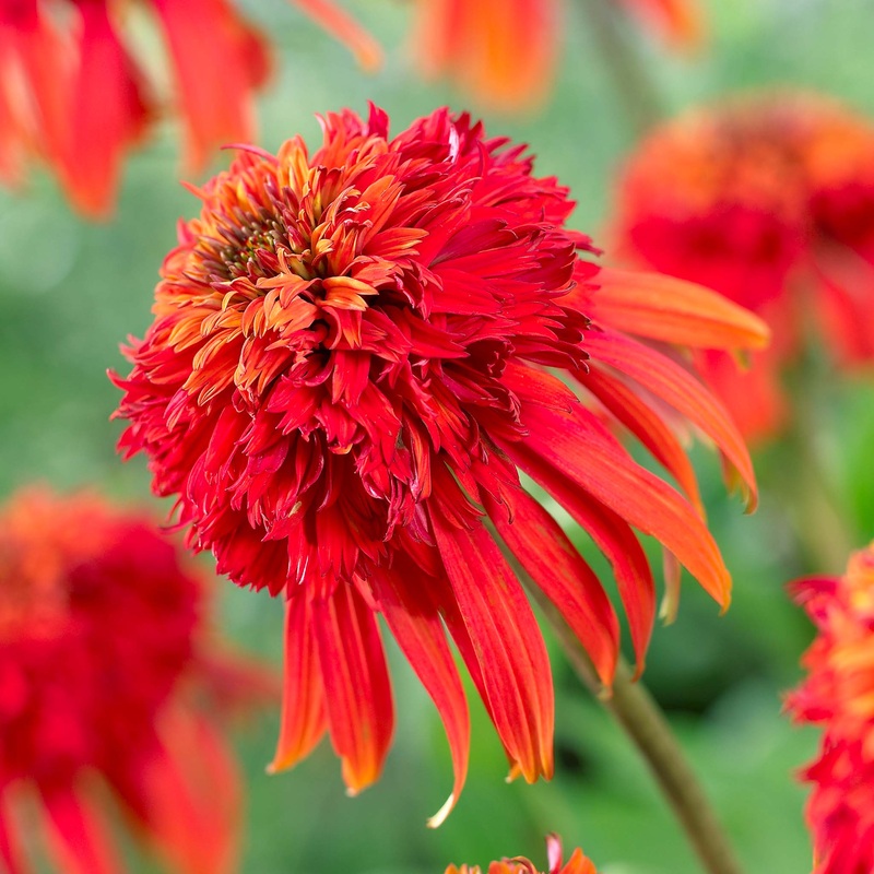 Echinacea purpurea Hot Papaya|1 Established 9cm Plant