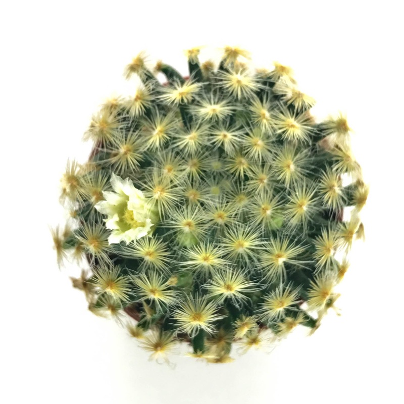 Feather Cactus|Small|Large|Jumbo