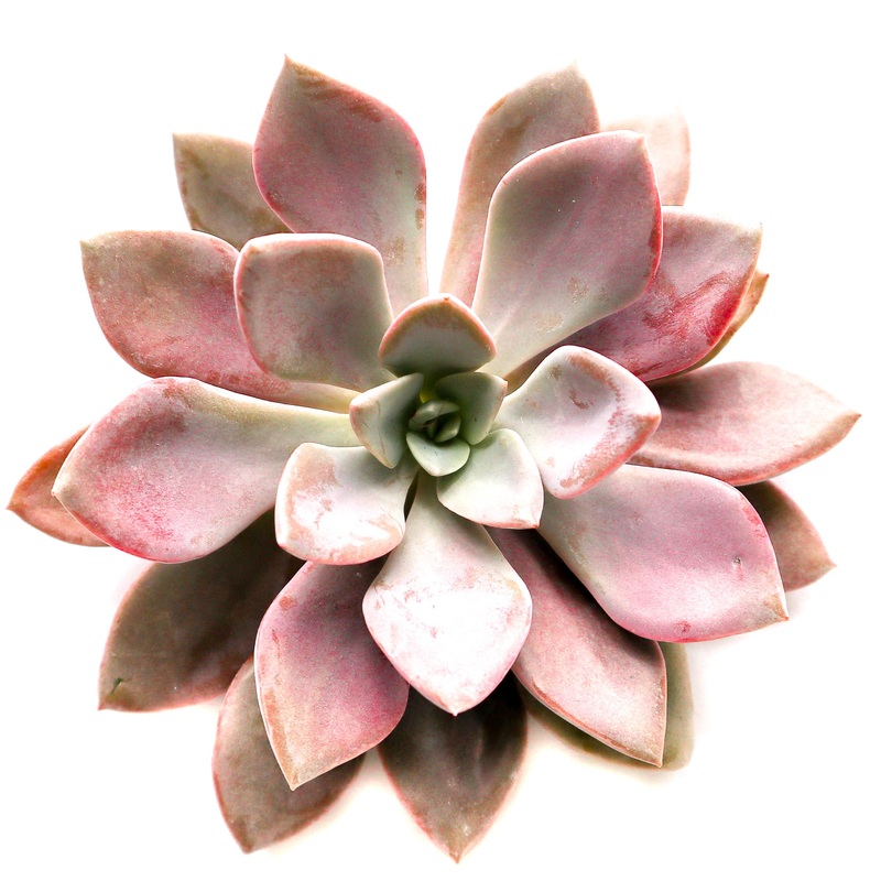 Graptoveria Debbie|Small|Large|Jumbo