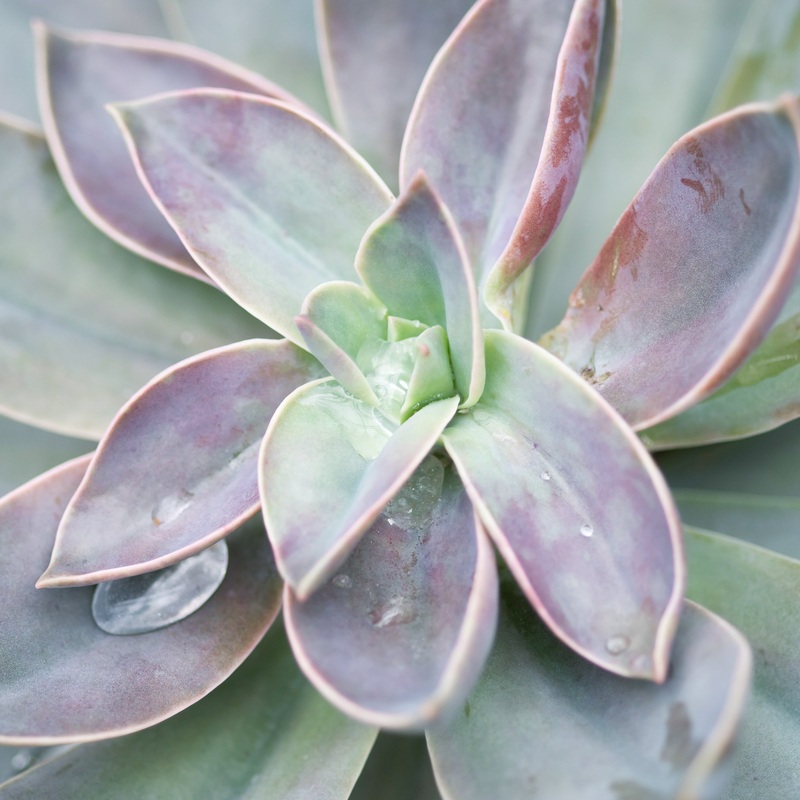 Graptoveria Fred Ives|Small|Large|Jumbo