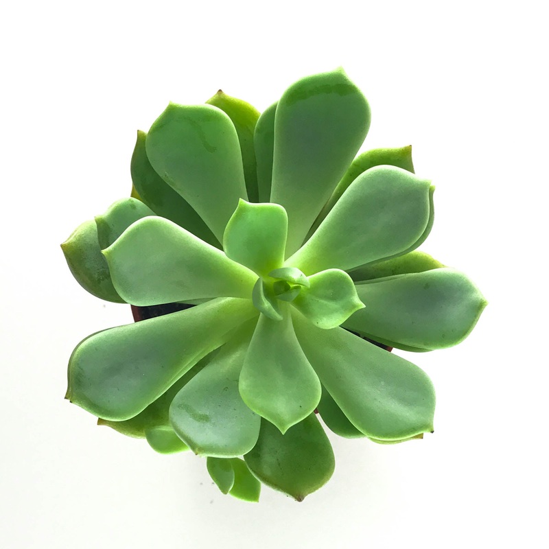 Graptoveria Moonglow|Small|Large|Jumbo