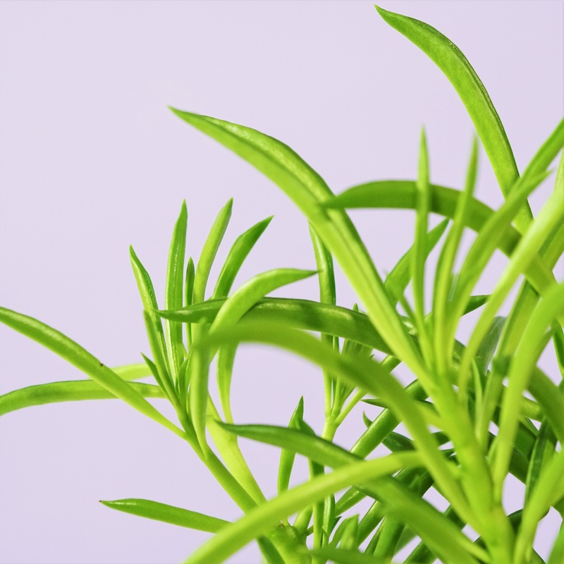 Happy Bean Plant|Small 1.5-2.5″|Large 3-4″|Jumbo 4.5″+