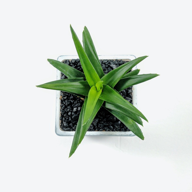 Haworthia Pentagona|Small|Large|Jumbo