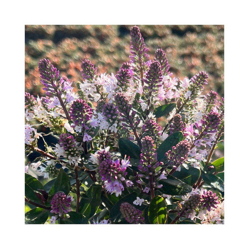 Hebe Naughties Bicolor|1 Established 9cm Plant|3 Starter Plants