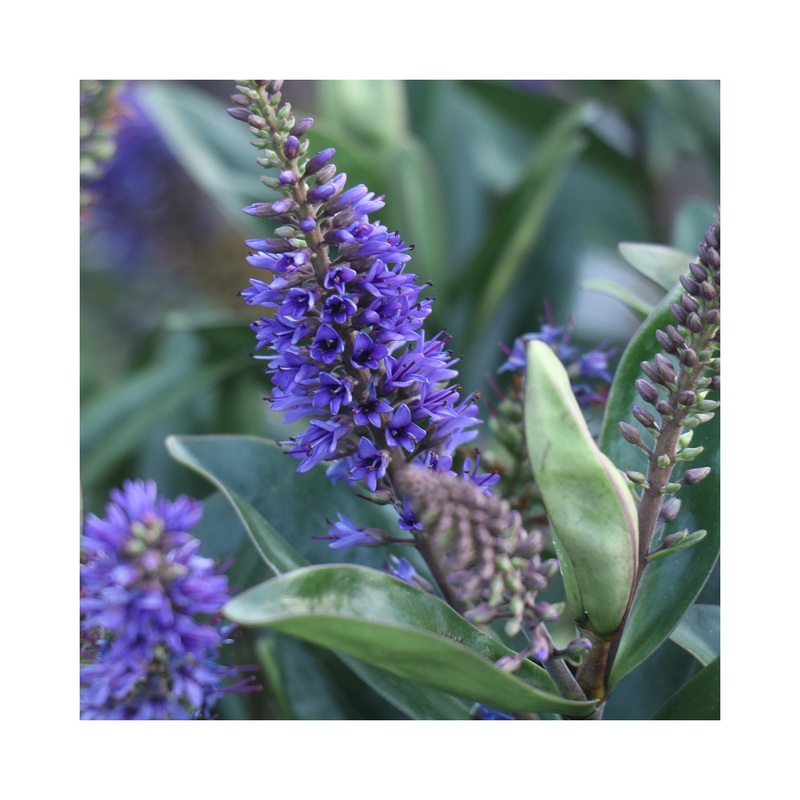 Hebe Naughties Blue|1 Established 9cm Plant|3 Starter Plants