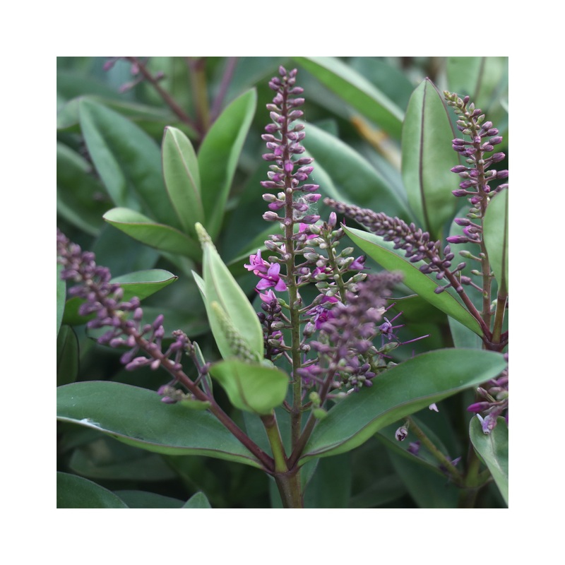 Hebe Naughties Pink|1 Established 9cm Plant|3 Starter Plants