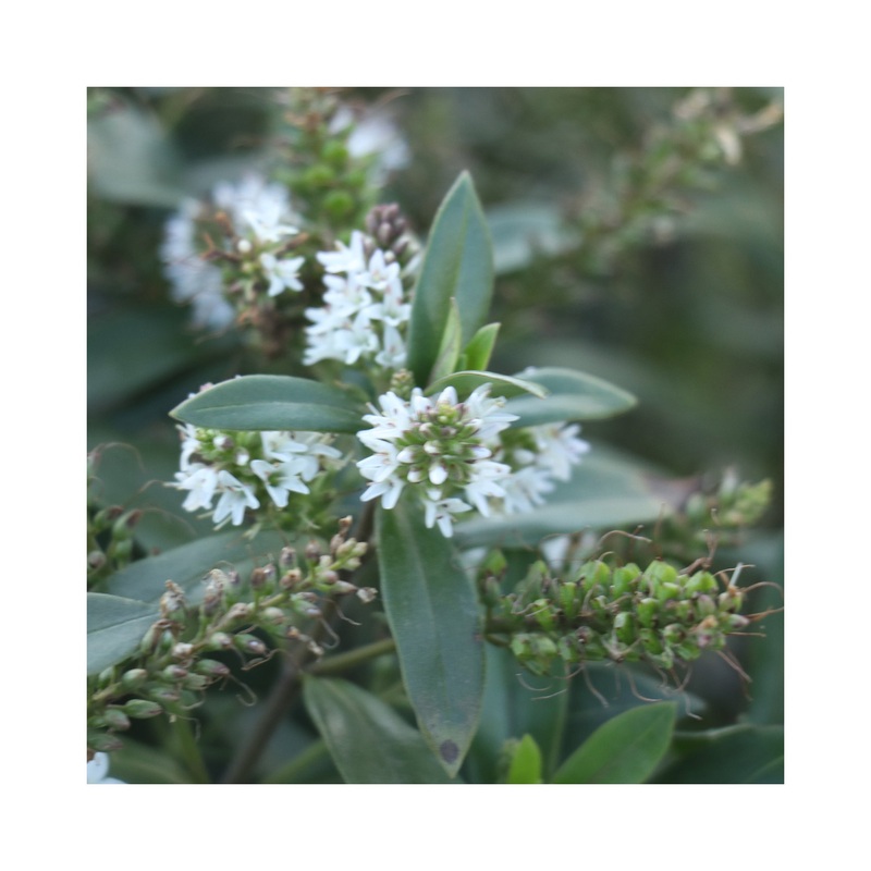 Hebe Naughties White|1 Established 9cm Plant|3 Starter Plants