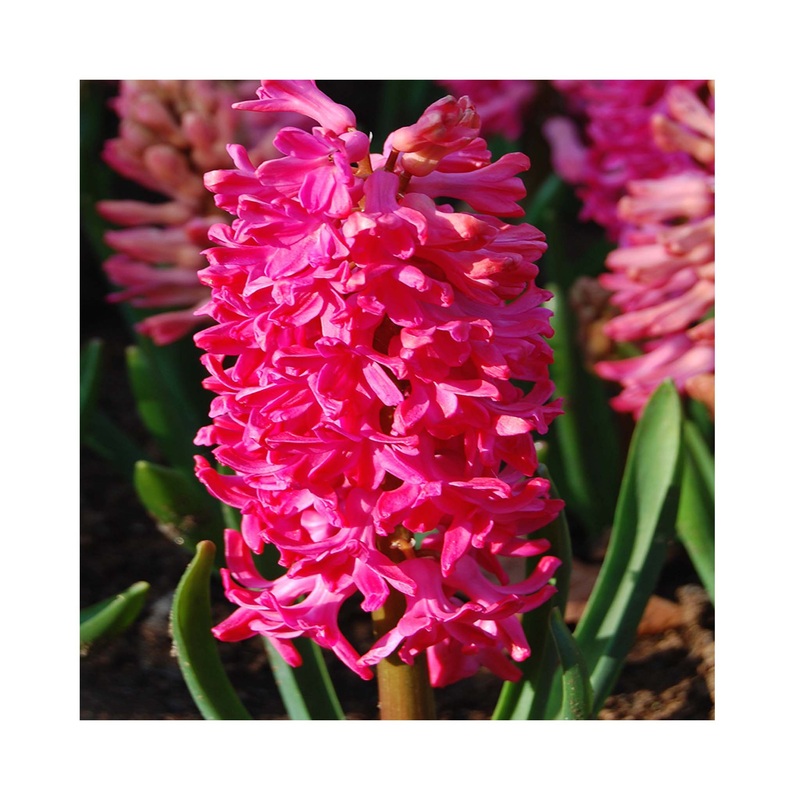 Hyacinth Jan Bos|5 Bulbs|10 Bulbs