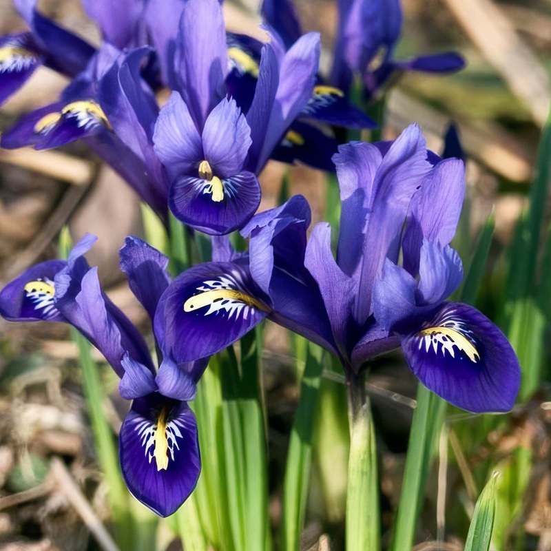 Iris Reticulata Harmony|15 Bulbs|30 Bulbs