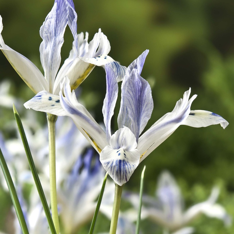 Iris reticulata Painted Lady|15 Bulbs|30 Bulbs