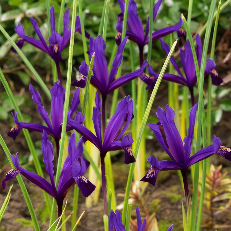 Iris reticulata Pauline|15 Bulbs|30 Bulbs