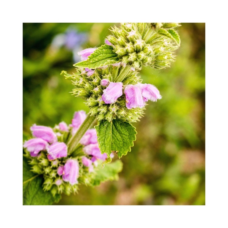 Lamium maculatum Orchid Frost|1 Established 9cm Plant