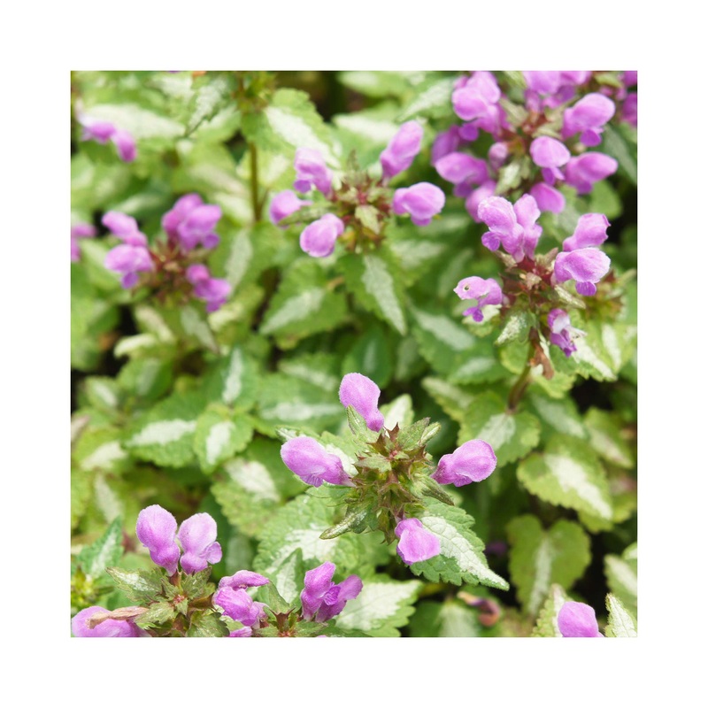Lamium Pink Pewter|1 Established 9cm Plant