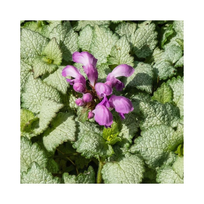Lamium Red Nancy|1 Established 9cm Plant
