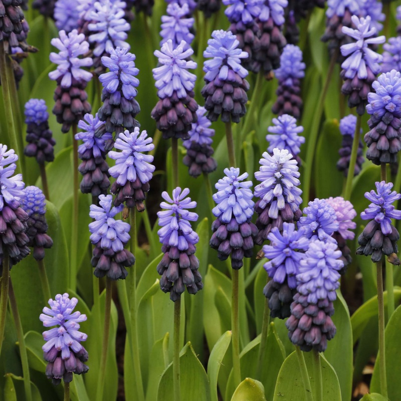 Muscari Latifolium|15 Bulbs|30 Bulbs