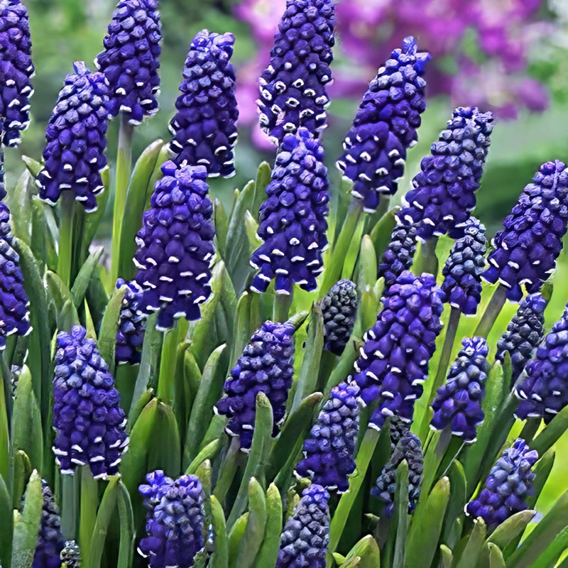 Muscari Night Eyes|15 Bulbs|30 Bulbs