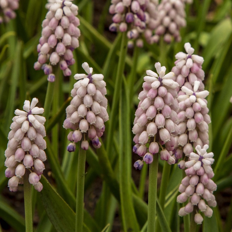 Muscari Pink Surprise|15 Bulbs|30 Bulbs