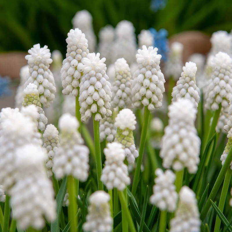 Muscari White Magic|15 Bulbs|30 Bulbs
