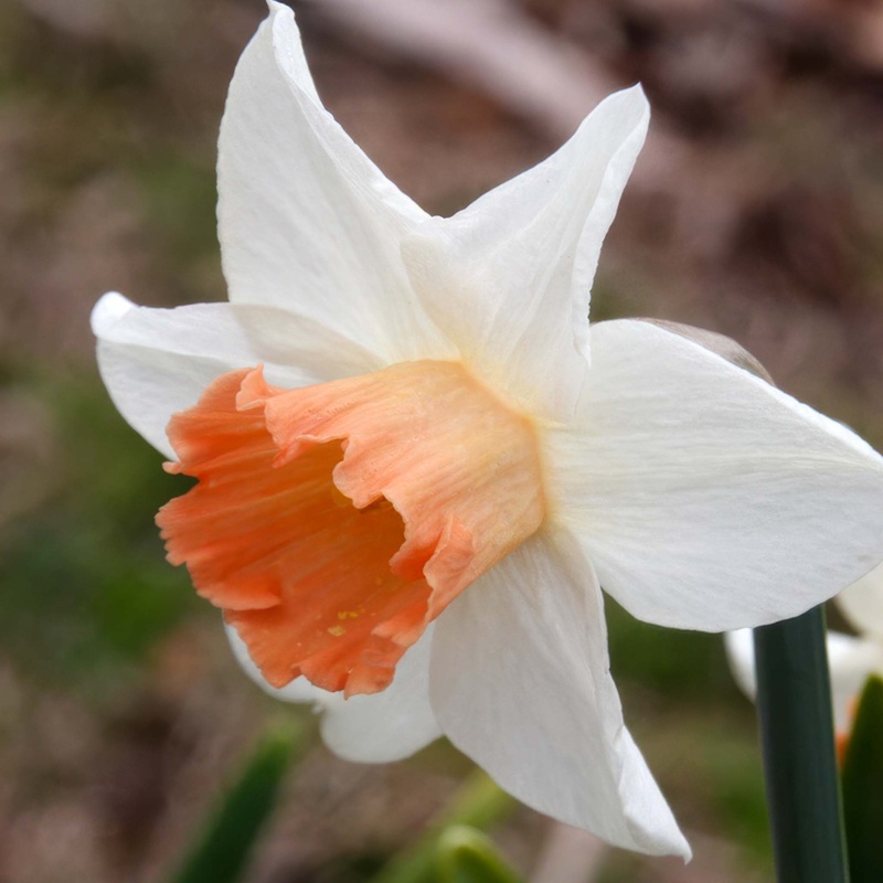 Narcissus Accent|5 Bulbs|10 Bulbs
