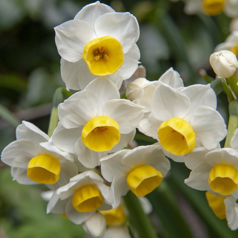 Narcissus Avalanche|5 Bulbs|10 Bulbs