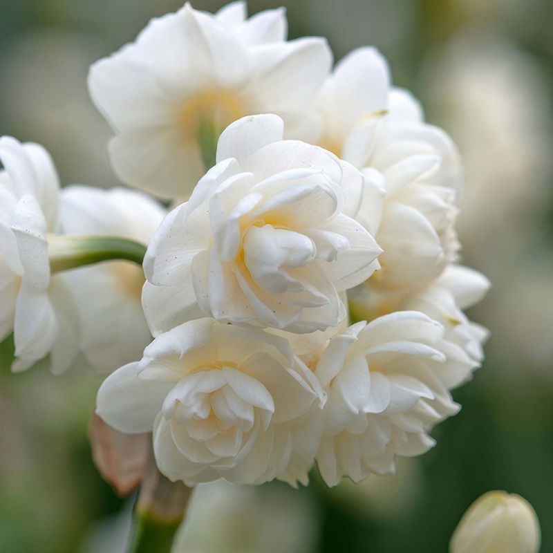 Narcissus Cheerfulness|5 Bulbs|10 Bulbs