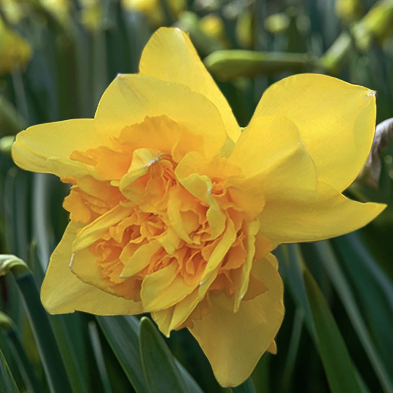 Narcissus Dick Wilden|5 Bulbs|10 Bulbs
