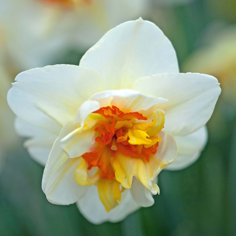 Narcissus Flower Drift|5 Bulbs|10 Bulbs