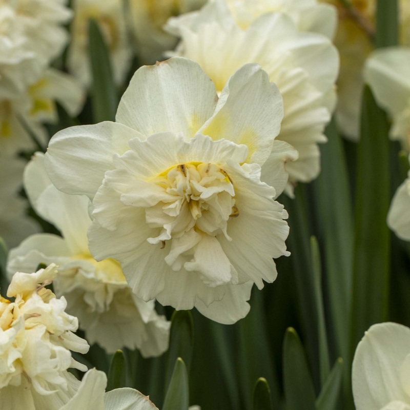 Narcissus Ice King|5 Bulbs|10 Bulbs