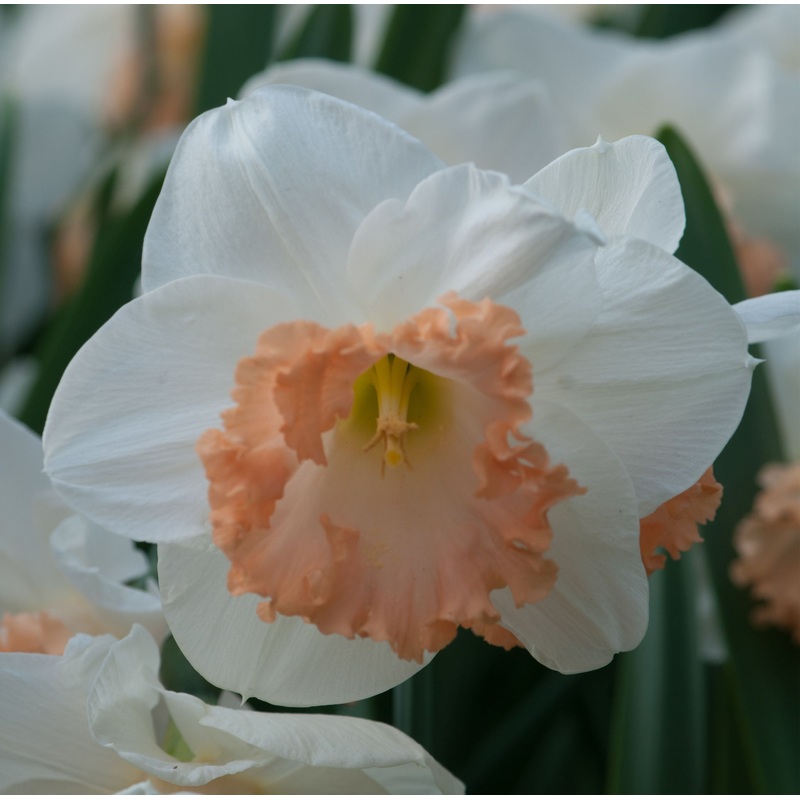 Narcissus Mon Cheri|5 Bulbs|10 Bulbs