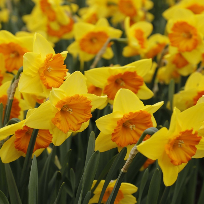 Narcissus Pride of Lions|5 Bulbs|10 Bulbs